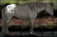 Horse Color:Grullo Appaloosa 