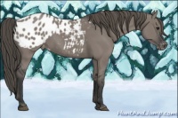 Horse Color:Grullo Appaloosa 