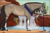 Horse Color:Buckskin Dun 