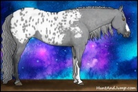 Horse Color:Grullo Chinchilla Appaloosa