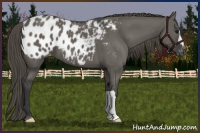 Horse Color:Grullo Appaloosa 