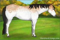 Horse Color:Gray White Spotted Buckskin 