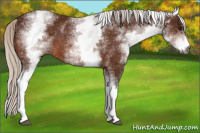 Horse Color:Gray White Spotted Silver Bay 