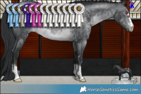 Horse Color:Brown Chinchilla Rabicano 