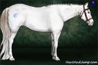 Horse Color:White Spotted Brown Pearl