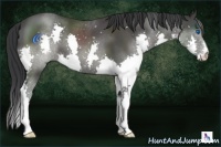 Horse Color:Black Splash