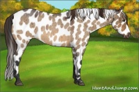 Horse Color:Bay Roan Dun Near Leopard Brindle