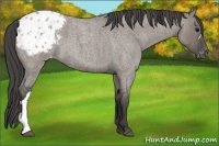 Horse Color:Grullo Roan Appaloosa