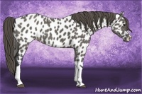 Horse Color:Grullo Appaloosa 