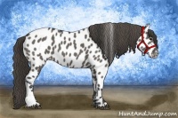 Horse Color:Grullo Appaloosa 
