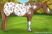 Horse Color:Chestnut Near Leopard 