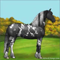 Horse Color:White Spotted Black 