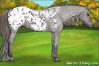 Horse Color:Grullo Appaloosa 
