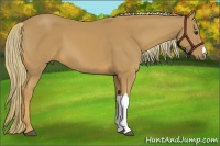 Horse Color:Chestnut Mushroom 