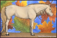 Horse Color:Gold Champagne Appaloosa