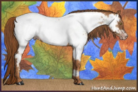 Horse Color:Gray Gold Champagne Near Fewspot 