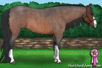 Horse Color:Bay Roan 