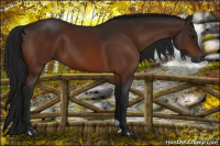 Horse Color:Gray Bay 