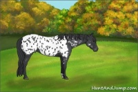 Horse Color:Blue Roan Near Leopard 