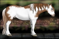 Horse Color:Chestnut Splash Frame 