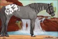Horse Color:Grullo Appaloosa 