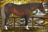Horse Color:Liver Chestnut 