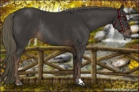 Horse Color:Liver Chestnut Rabicano 
