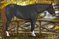 Horse Color:Liver Chestnut Appaloosa 