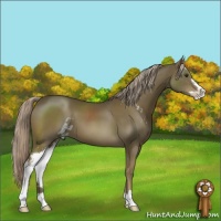 Horse Color:Chocolate Palomino Sabino 