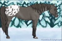 Horse Color:Grullo Appaloosa 