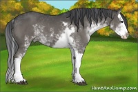 Horse Color:Black Sabino Splash 