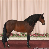 Horse Color:Gray Bay Varnish 