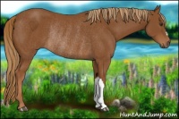 Horse Color:Chestnut Rabicano 