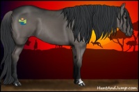 Horse Color:Grullo 