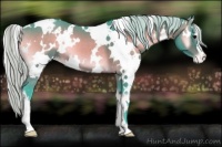Horse Color:Watercolor White Spotted Silver Bay Onyx Appaloosa