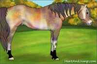 Horse Color:Nacre Buckskin Onyx