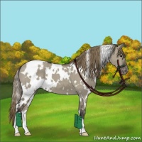 Horse Color:White Spotted Smoky Grullo Appaloosa