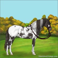 Horse Color:White Spotted Smoky Black Appaloosa 