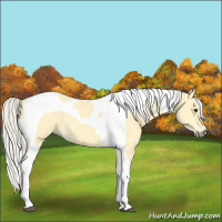 Horse Color:Silver Buckskin Dun Tobiano 