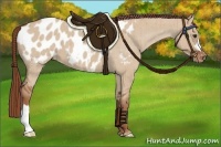 Horse Color:Red Dun Appaloosa Brindle 