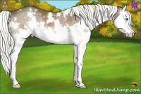 Horse Color:White Spotted Liver Chestnut Splash 