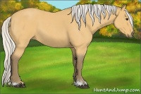 Horse Color:Silver Buckskin Roan 