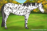 Horse Color:Grullo Appaloosa 