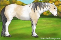 Horse Color:White Spotted Bay Dun Rabicano 