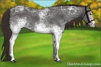 Horse Color:White Spotted Liver Chestnut Ice 