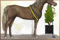 Horse Color:Liver Chestnut Mushroom 