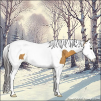 Horse Color:Buckskin Splash Tobiano Rabicano 