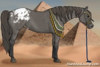 Horse Color:Grullo Varnish 