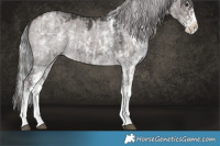 Horse Color:Platinum Liver Red Dun Roan Splash Tobiano  and Platinum Silver Brown Dun Sabino Splash Rabicano 