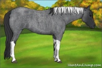 Horse Color:Blue Roan Tobiano 